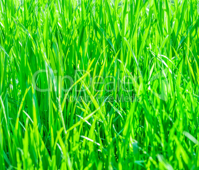 Texture of fresh green grass