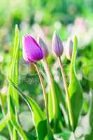 Little pink tulips. Macro