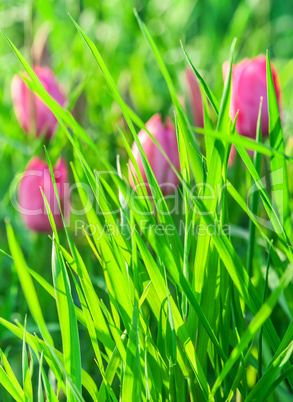 Green grass on a background of pink tulips