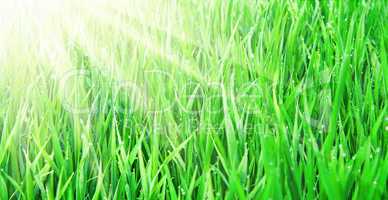 Fresh green grass with water droplet in sunshine