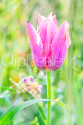 Little pink tulip.