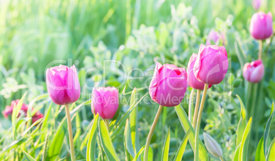 Little pink tulips.