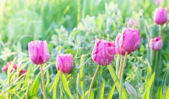 Little pink tulips.