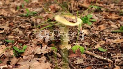 Amanita Phalloides fungus