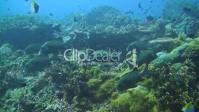 Coral reef with Sweetlips, Damselfish and triggerfish