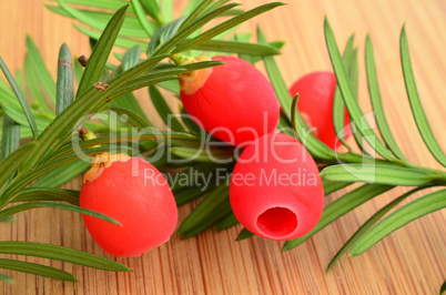 Yew berries