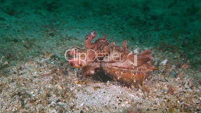 Flamboyant cuttlefish moves over sandy bottom