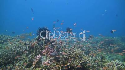 Coral reef with Snapper, Unicornfish and Anthias