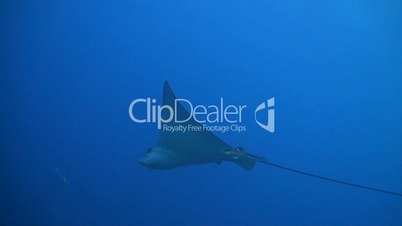 Eagle ray in the blue water