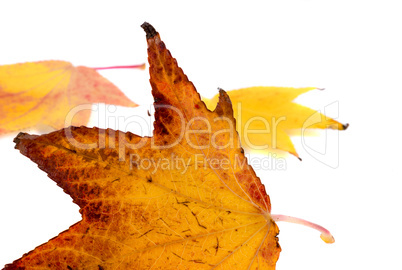 Autumn leaves, isolated on white background