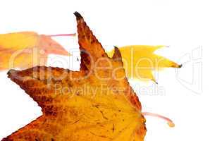 Autumn leaves, isolated on white background