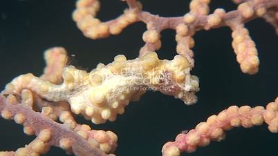 Yellow Pygmy seahorse