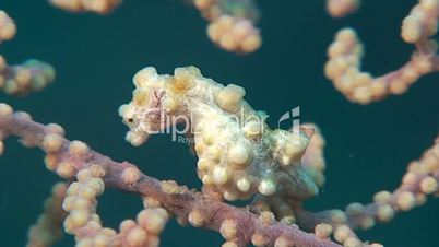 Yellow Pygmy seahorse