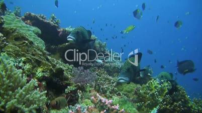 Harlequin sweetlips on a sloping reef