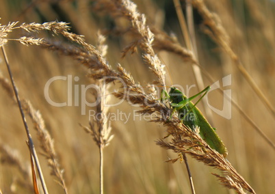 Grasshopper on wheat