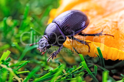 Beetle on a green grass and mushroom