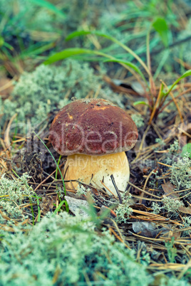 White Summer Boletus in the Forest