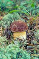 White Summer Boletus in the Forest