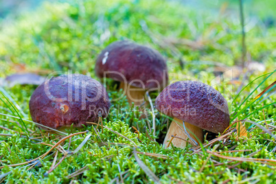 three White Summer Boletus in the Forest