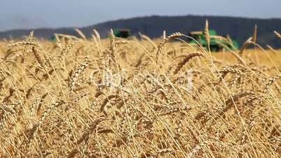 Combine On Wheat Field