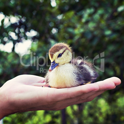 little duckling in a man's hand