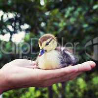 little duckling in a man's hand