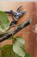 Branch and pruning shears