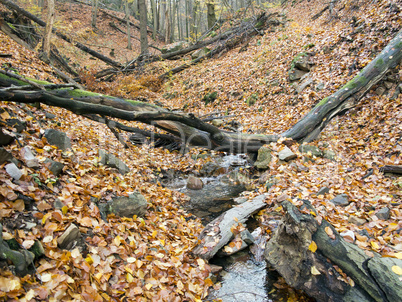 deciduous forest with ravine