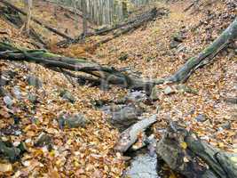 deciduous forest with ravine