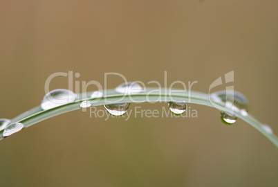 blade of grass with drops