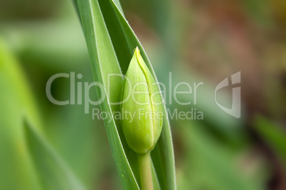 papula of tulip