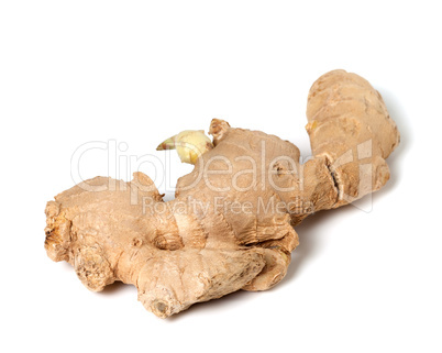 Fresh ginger rhizome