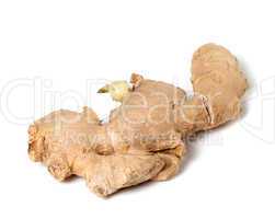 Fresh ginger rhizome