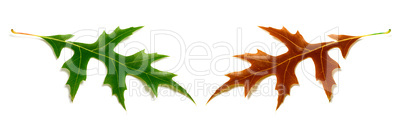 Autumn and spring oak leafs (Quercus palustris) isolated on whit