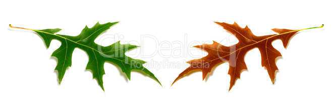 Autumn and spring oak leafs (Quercus palustris) isolated on whit