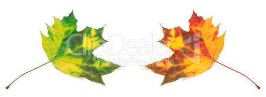 Green and orange yellowed maple-leafs.