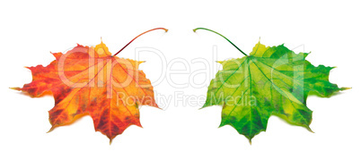Orange and green autumn maple-leafs