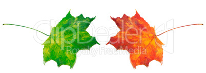 Green and red maple-leafs on white background