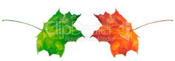Green and red maple-leafs on white background