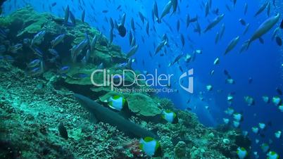 A whitetip reef shark is on the edge of a coral reef.