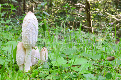 Shaggy Ink Cap