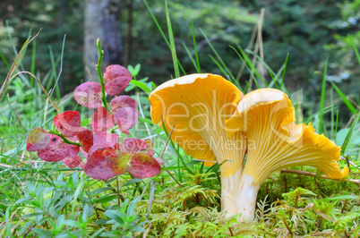 Chanterelle and red leaves