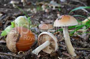 Pholiota highlandensis