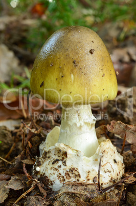 Amanita phalloides