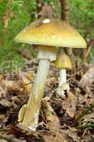 Deathcap mushrooms