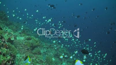 Two white tip reef sharks at the edge of a coral reef.