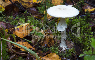 Amanita verna. mushrooms in the forest