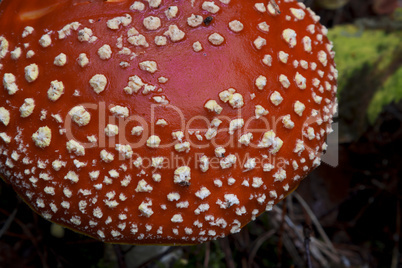 Amanita muscaria. mushroom in the forest
