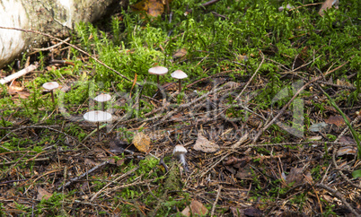 toadstool mushrooms in the forest