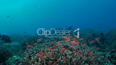 Coral reef with Anthias and Snapper